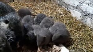 Нутрии, детенышам 3 недели. Утреннее кормление.