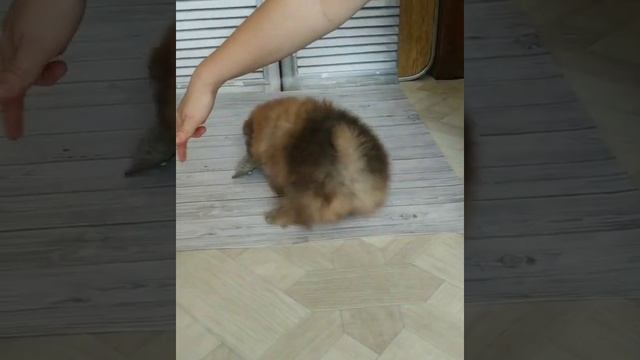 мои шпицы рыжий соболь смотреть онлайн