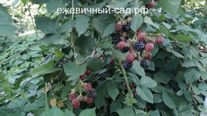 Садовая ежевика Дойл