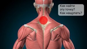 Все Точки Для Хиджамы Из Сунны I Точка Аль Кахиль I Как найти точки