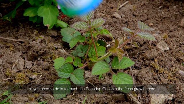How to treat brambles in your flowerbed with Roundup weedkiller gel  Video