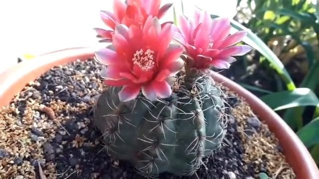 Gymnocalycium Baldianum 3 FLORES смотреть онлайн
