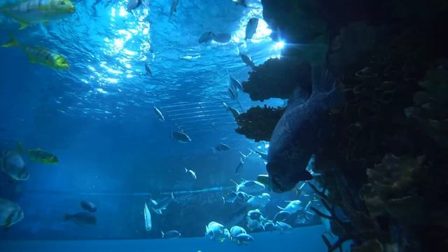 Música Relajante Curativa del Estrés, Ansiedad y Estados Depresivos • Sanar Mente, Cuerpo y Alma смотреть онлайн