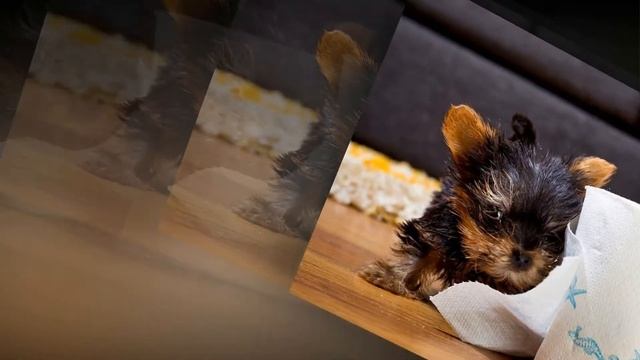 КАРМАННАЯ СОБАЧКА (littlest dog)