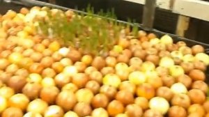 Теплица своими руками под лук на зелень
