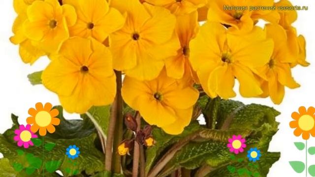 Примула высокая Сальвита Голд. Краткий обзор, описание характеристик primula elatior Sylvita Gold смотреть онлайн