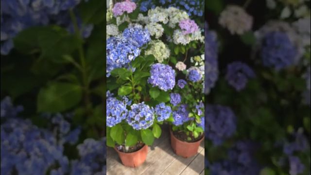 #садгортензий #flower #hydrangea #garden #gardendesign #hortensia #гортензия#гортензиякрупнолистная