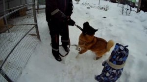 Американская акита. Ответственность хозяев.