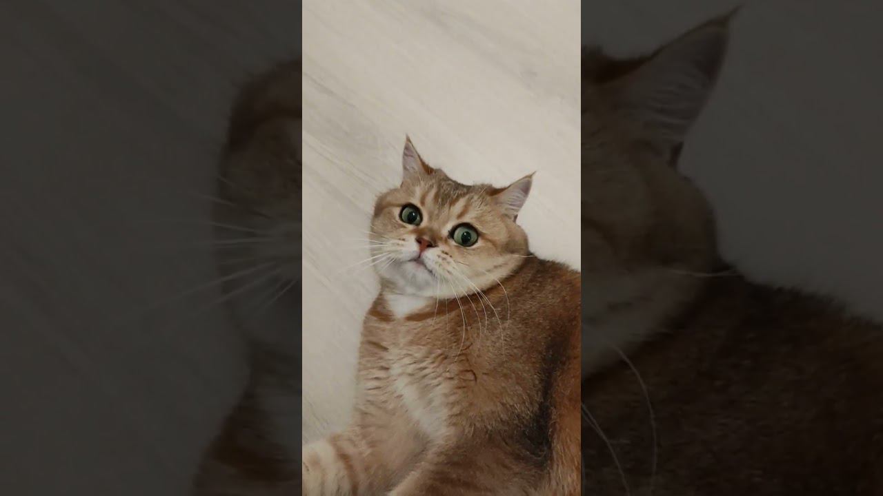 Я не принципиальный  #безкотаижизньнета #смешныекоты #funny #cute #котики #cutecat