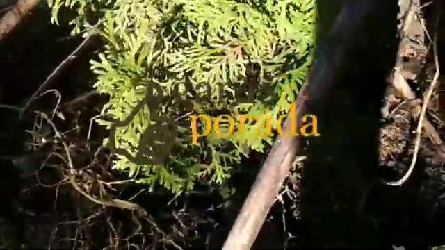 что делать, если туя или можжевельник высыхают смотреть онлайн