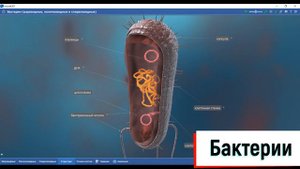 Бактерии 3 Д 5 класс