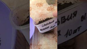 Сальвия. Выращивание из семян. Посев в грунт