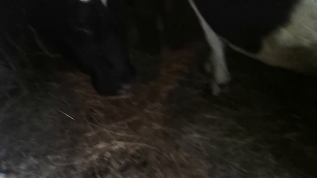 Сколько места нужно корове! смотреть онлайн