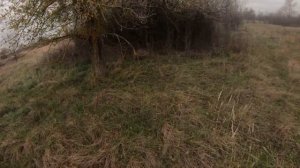 СБОР СИНИЙ НОЖКЕ В СЕРЕДИНЕ НОЯБРЯ