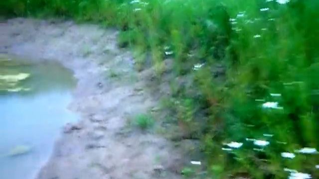 Строительство пруда на даче. Пруд летом. Часть 1.