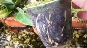 Орхидеи в воде, Дендробиум Нобиле, как растут корни орхидеи в таких условиях. Гидропоника у орхидей