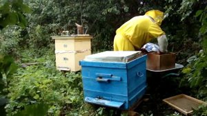 снятие магазина с  улья