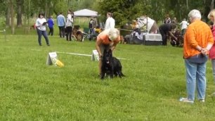 черная овчарка, выставка собак в Великом Новгороде 19 июня 2022