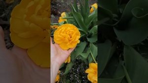 тюльпан yellow pomponette.