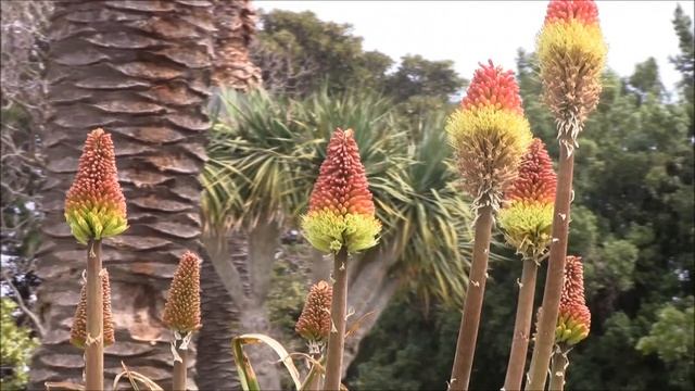 Plantas Notáveis - Kniphofia uvaria (Lírio-torcha) смотреть онлайн