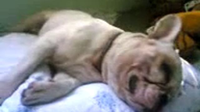 Пес dj спит после вечеринки смотреть онлайн