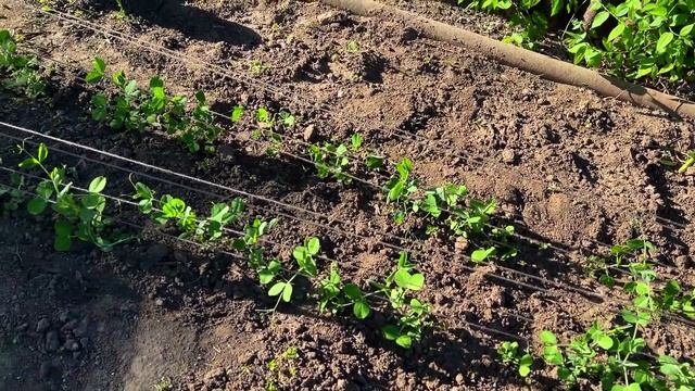 ТОННА ГОРОХА С ОДНОЙ СОТКИ, САМЫЙ ХИТРЫЙ СПОСОБ ЗАВАЛЬНОГО УРОЖАЯ ГОРОХА