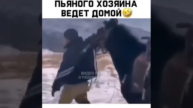 Лошадь ведет хозяина