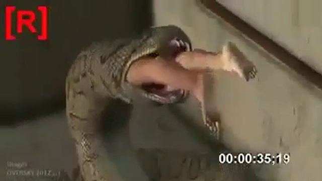 Pythons