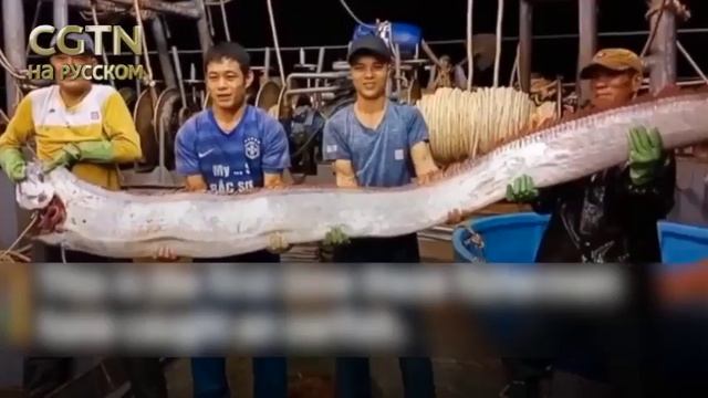 Гигантскую рыбу-саблю длиной 3,9 метра поймали у берегов Вьетнама смотреть онлайн