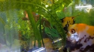 Подловил нерест скалярий в общем аквариуме .