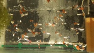 Особенности содержания гуппи!