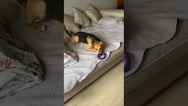 Собака Лилу из приюта Бирюлево стала домашней! смотреть онлайн