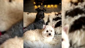 Керри блю терьер. Плюсы и минусы, Цена, Как выбрать, Факты, Уход, История