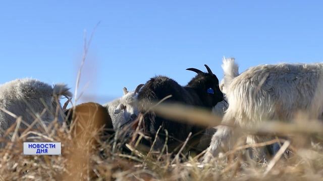 ПРЕДПРИЯТИЕ ПОЛНОГО ЦИКЛА. КАК В ОРЕНБУРЖЬЕ ВЫРАЩИВАЮТ ОСОБУЮ ПОРОДУ КОЗ