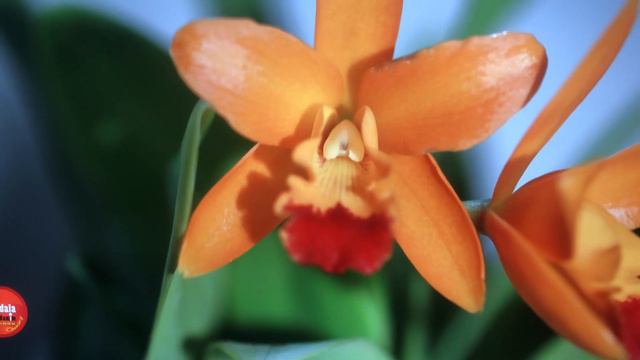 Fragnent Catt Blomed - A Slide show for ID. смотреть онлайн