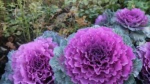 осень   рыжая подружка