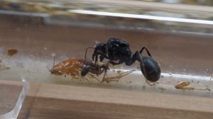 ОГРОМНЫЙ МУРАВЕЙ АФРИКИ - Messor arenarius