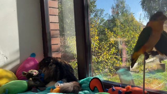 sitting on the window - a fox, parrots, cats. cute animals смотреть онлайн