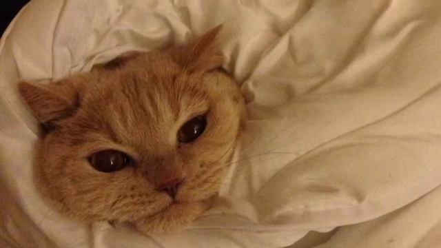 Мой Большой Котик. смотреть онлайн