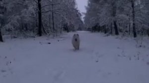 Наш белый волк...Умка... радуется первому  в своей жизни снегу!!!