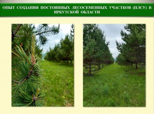 Опыт создания постоянных лесосеменных участков (ПЛСУ) в Иркутской области