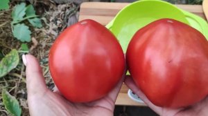 Сорт томата-Алое Сердце(Алено сърце)