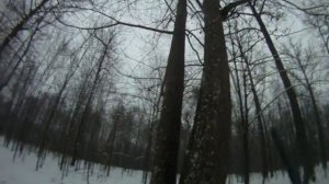 Охота на 2 кабанов из ружья Олень 32 к.