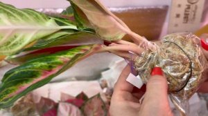 Распаковка Тайских Аглаонем. Поступление 29.05.2023