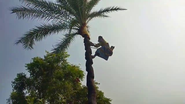 Khejur gacch kata।Cut palm trees।#khejurgachkating।#vlog।#Rihankingvlog смотреть онлайн