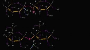 Межмолекулярная дегидратация или реакция конденсации (видео 2) | Макромолекулы | Биология