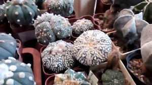 Astrophytum sp. Как появились астрофитумы в моей коллекции.