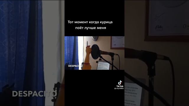 курица поёт песню