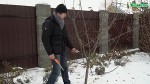 Обрезка запущенной яблони!