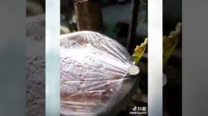 Простые способы прививки кустарников